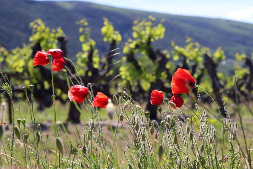 Avignon: Luberon Valley - Gordes & Roussillon Half-Day Tour 1
