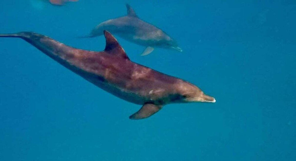 Two dolphins swimming in clear blue water. 5