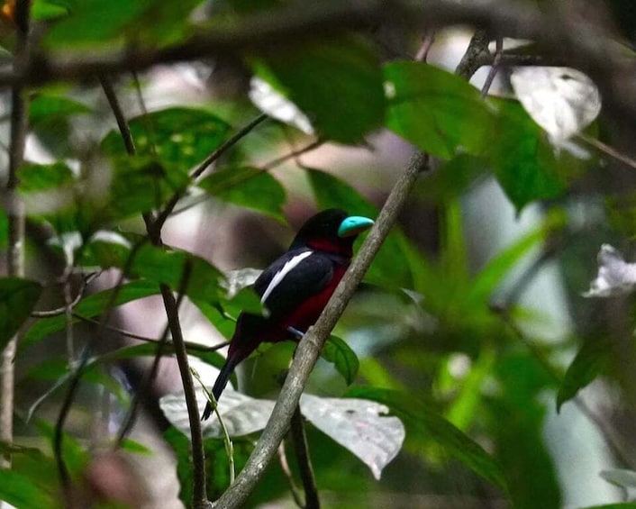 A bird perched on a branch surrounded by green leaves. 4