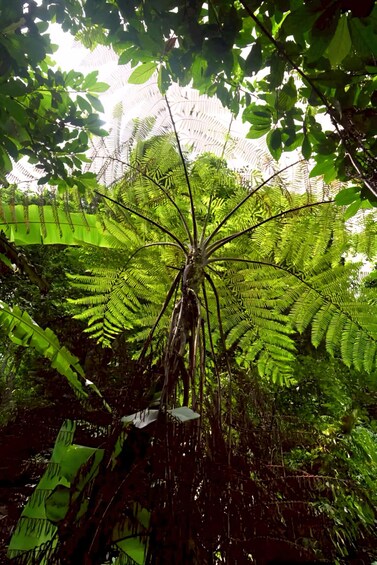 A large fern tree with a thick trunk and a canopy of green fronds. 2