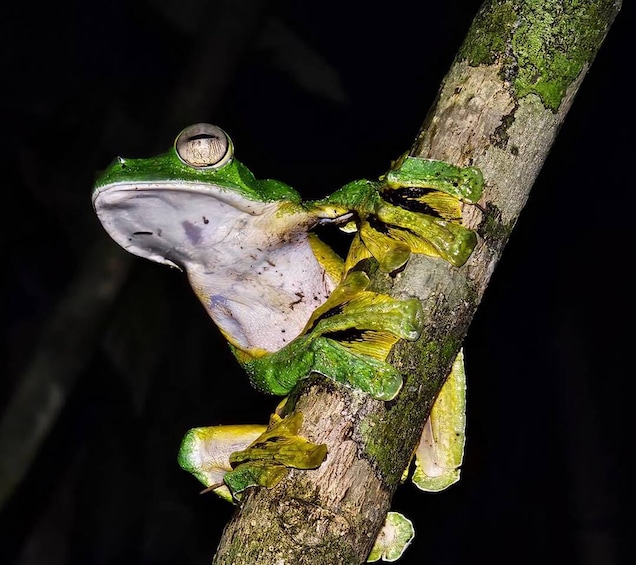 A green frog clinging to a tree branch. 1