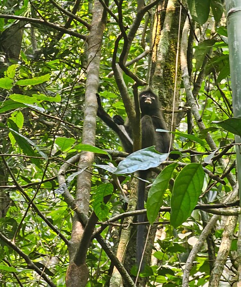 A monkey climbing a tree in a dense forest. 3