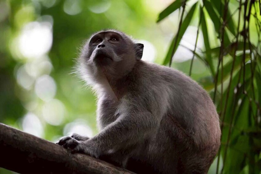 A monkey sitting on a tree branch in a green forest. 5