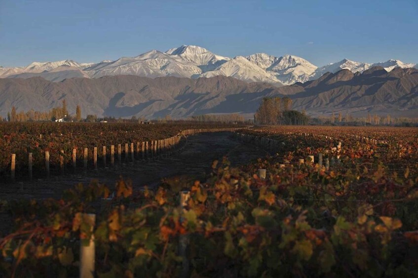 A vineyard with rows of grapevines and a mountain range in the background. 5