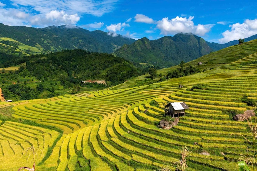 Campos de arroz en terrazas, una pequeña cabaña y montañas al fondo. 1