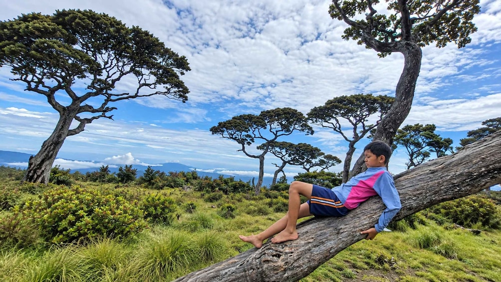 A person sitting on a tree branch in a grassy area with other trees and a clear sky. 4