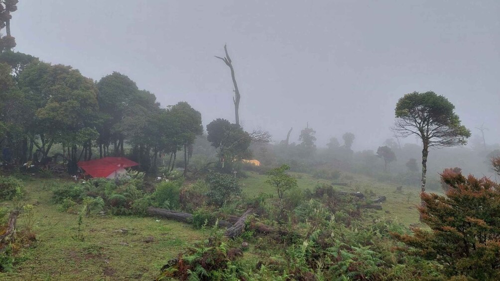 A misty landscape with a red-roofed structure, dense greenery, and scattered trees. 4