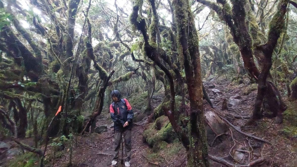 A person hiking in a dense forest with moss-covered trees. 2