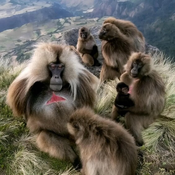 Picture 1 for Activity From Addis Ababa: Debre Libanos, Cave & Gelada Baboons 2