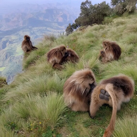 From Addis Ababa: Debre Libanos, Cave & Gelada Baboons 3