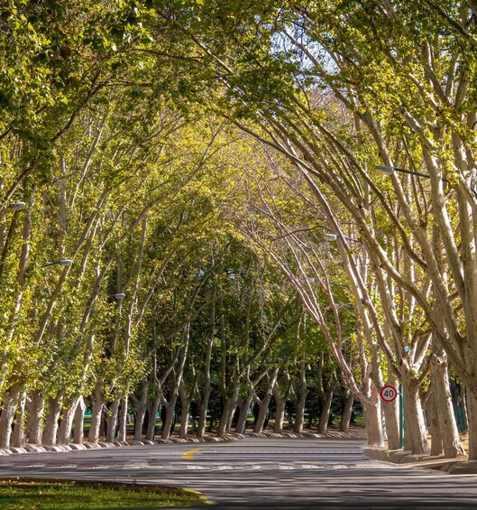 A tree-lined street with a speed limit sign of 40. 1