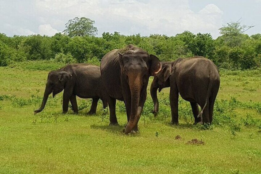 Elephants
