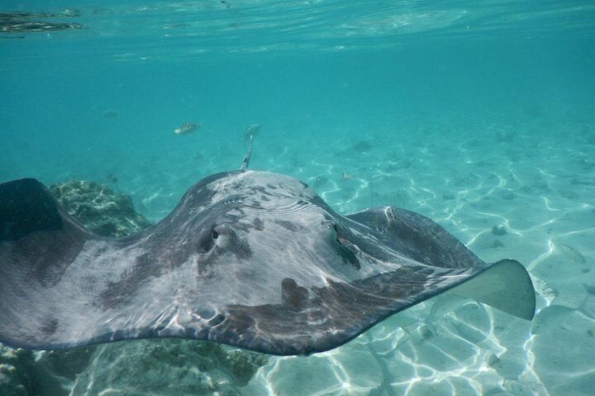 A stingray swimming in clear blue water. 3