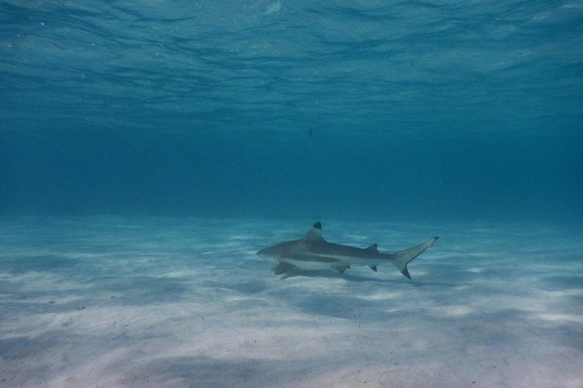 A shark swimming underwater. 2