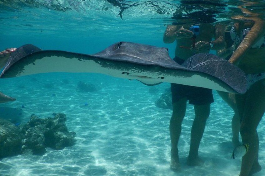 A person underwater holding a stingray. 4