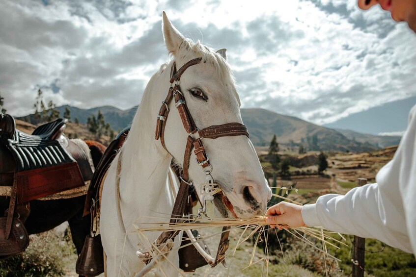 A white horse with a bridle and saddle, being fed by a person. 5