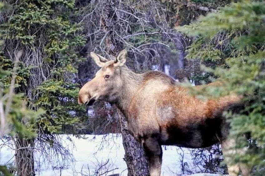 Un alce en un área boscosa con árboles y una cascada al fondo. 2