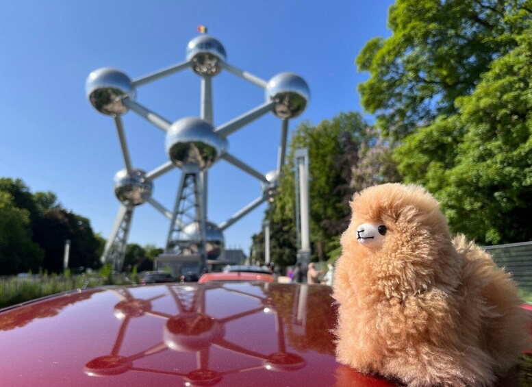 A fluffy dog on a car with a Ferris wheel in the background. 5