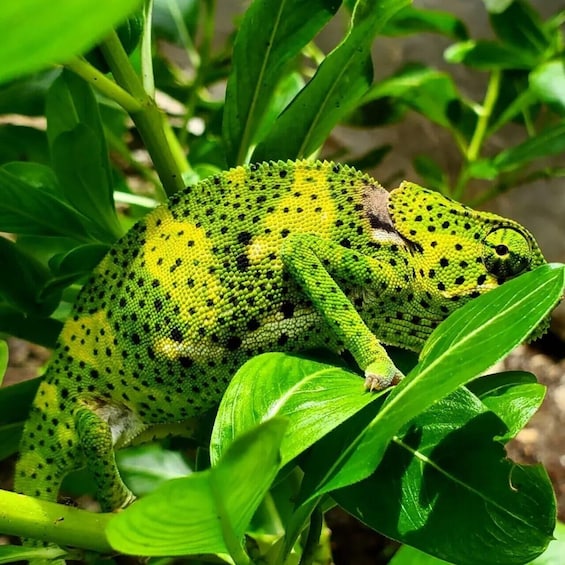 Un lagarto verde con manchas negras sobre una planta. 2