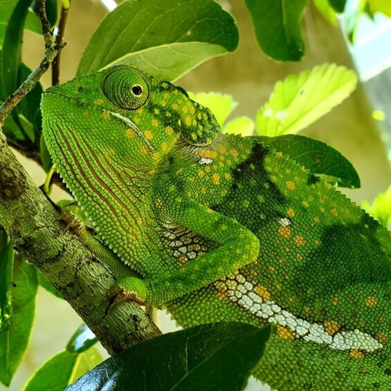 Un camaleón verde con manchas amarillas sobre una rama de árbol. 3