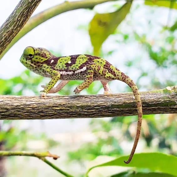 Un gecko sobre una rama con hojas verdes al fondo. 1
