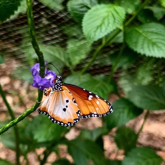 Una mariposa sobre una flor morada con hojas verdes al fondo. 4