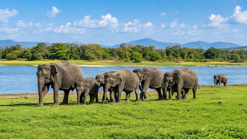A herd of elephants walking along a riverbank. 2