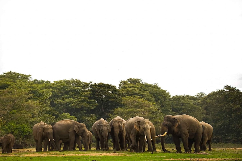 A herd of elephants in a grassy field with dense trees in the background. 3