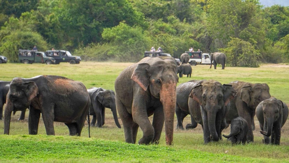 A herd of elephants in a grassy field with vehicles and people in the background. 1