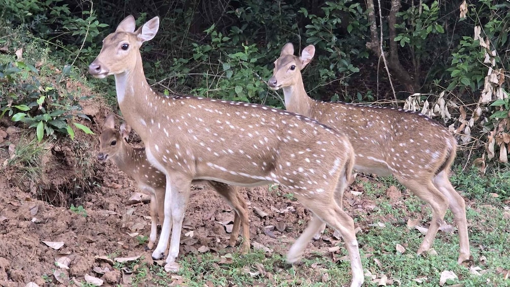 Two deer with white spots in a wooded area with leaf-covered ground. 2