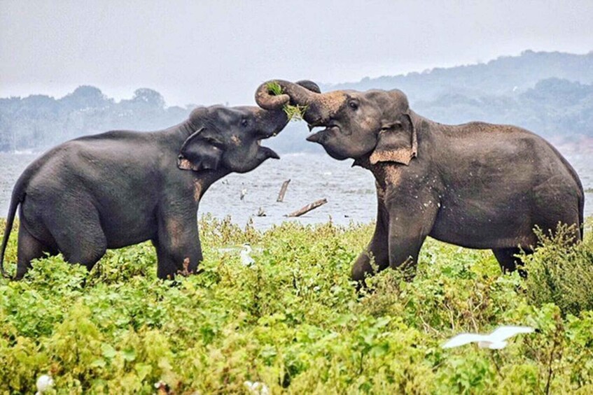 Picture 11 for Activity Minneriya Elephant Safari with Expert Local Driver-Guide 3