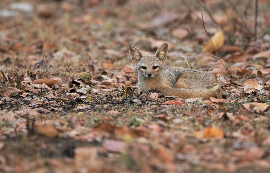 Picture 9 for Activity Jaipur to Agra: Ranthambore Safari with One-Way Transfer 2