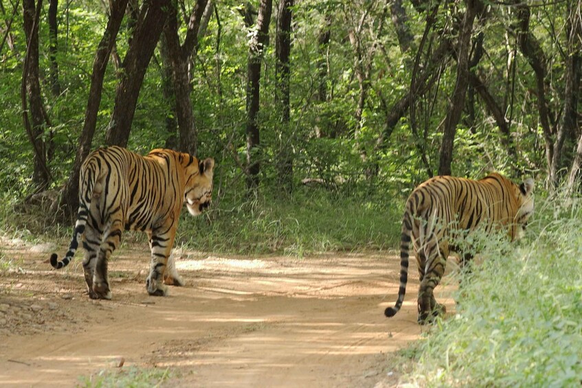 Picture 2 for Activity Jaipur to Agra: Ranthambore Safari with One-Way Transfer 3