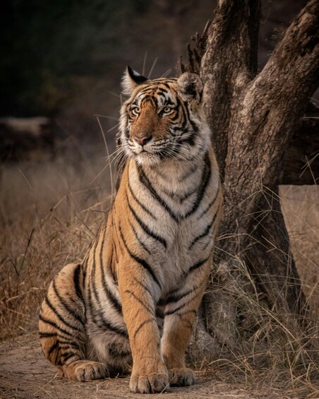 Jaipur to Agra: Ranthambore Safari with One-Way Transfer 1