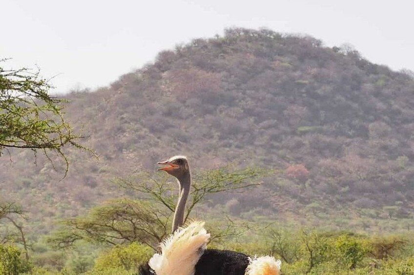 An ostrich in a natural landscape with sparse vegetation and a hill in the background. 2