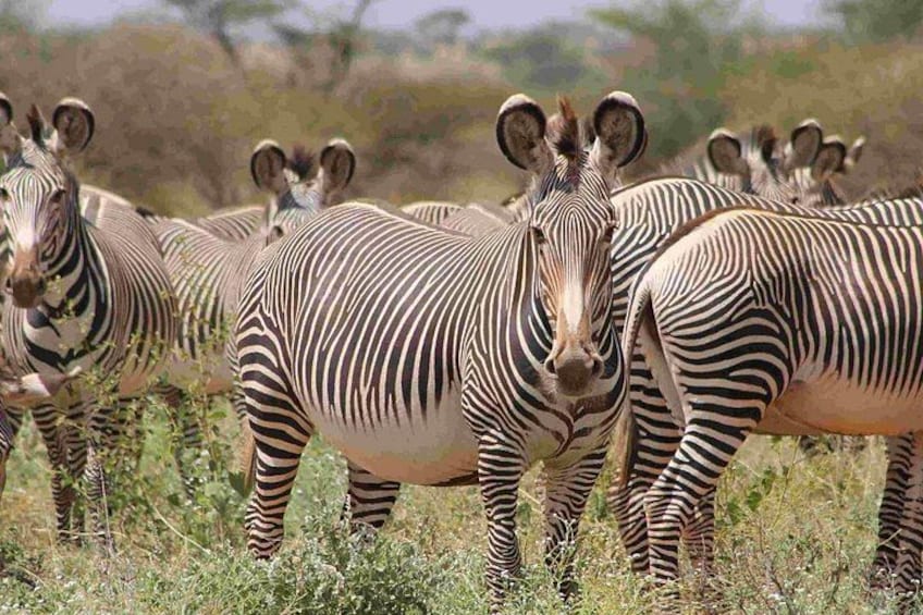 Zebras standing in a grassy field with trees in the background. 1
