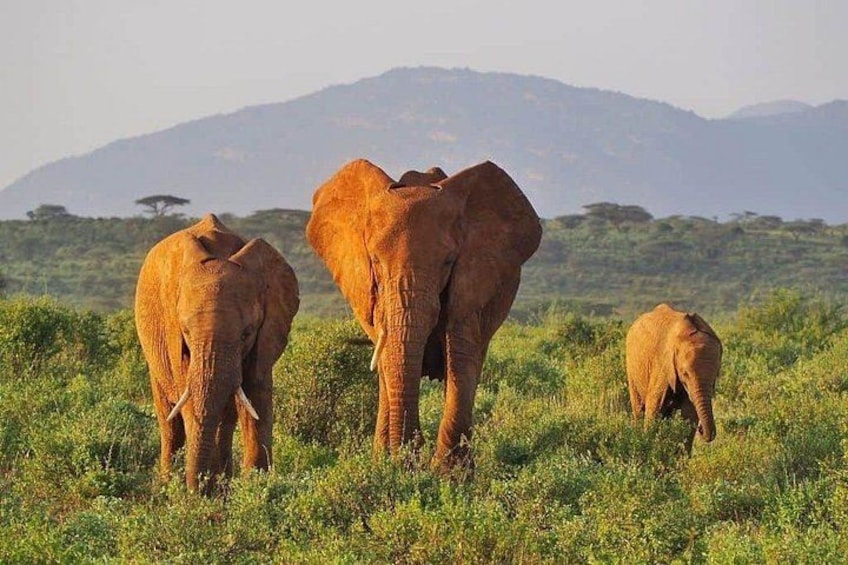Three elephants in a grassy field with mountains in the background. 3