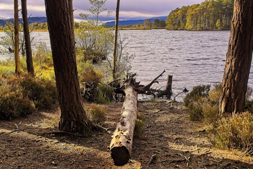 A fallen tree trunk in a forested area near a river. 4