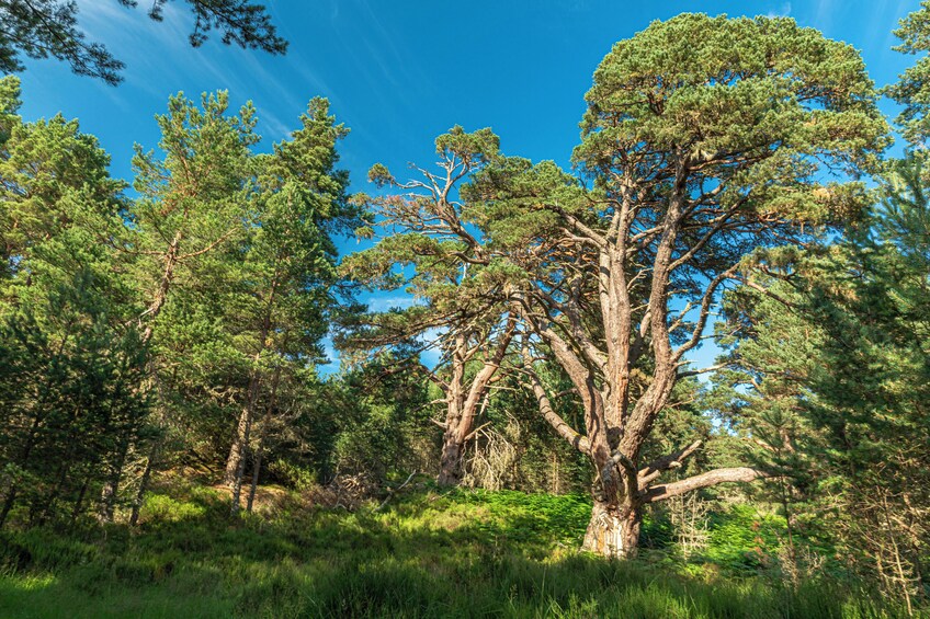 A forest with tall pine trees and a clear blue sky. 3