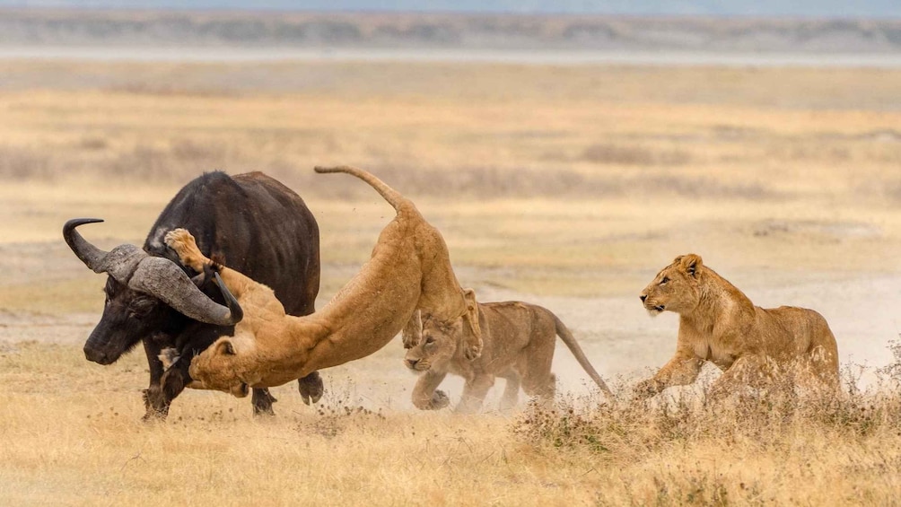 Picture 2 for Activity From Arusha: 3-Day Mikumi and Ruaha National Parks Safari 3
