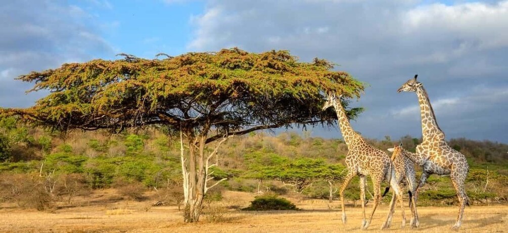 From Arusha: 3-Day Mikumi and Ruaha National Parks Safari 1