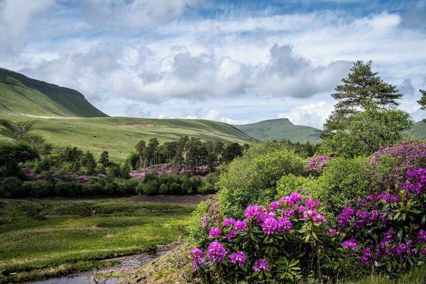 A lush valley with green fields, purple flowers, and rolling hills under a cloudy sky. 5