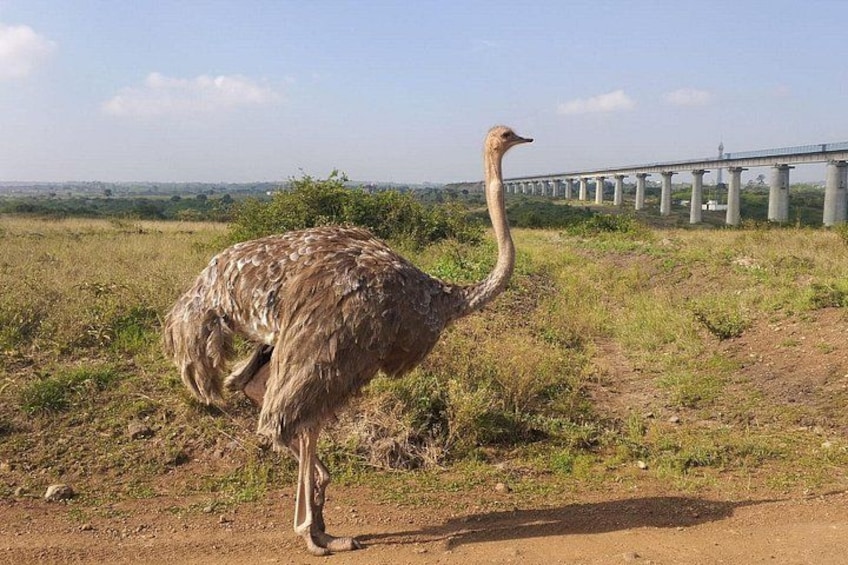 An ostrich standing on a dirt path with a bridge in the background. 3