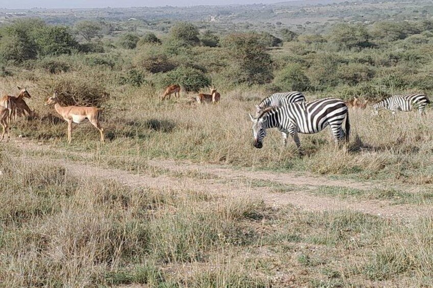 A savanna landscape with zebras and antelopes grazing. 5