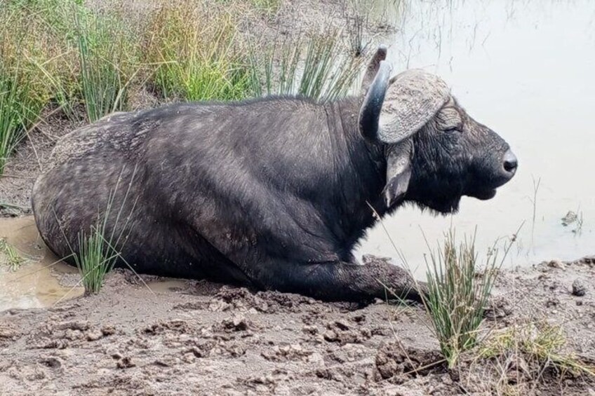 Half Day Nairobi National Park Tour with Options 3