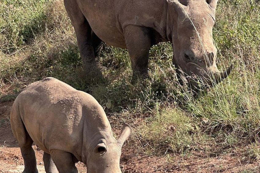 Two rhinos grazing in a grassy field. 4