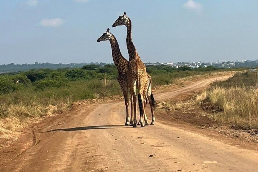 Half Day Nairobi National Park Tour with Options 4