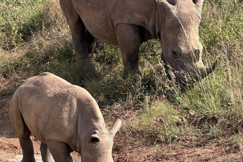 Half Day Nairobi National Park Tour with Options 5