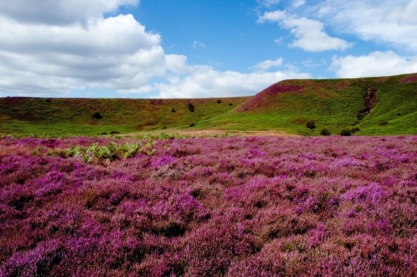 A purple heather field with green hills and a blue sky. 1