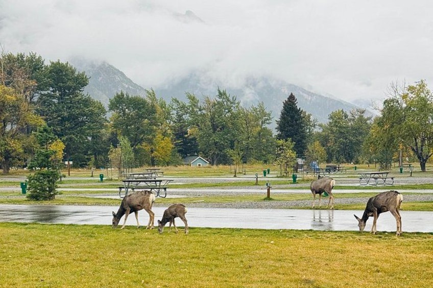 Explore Waterton National Park from Calgary Day Guided Tour 5